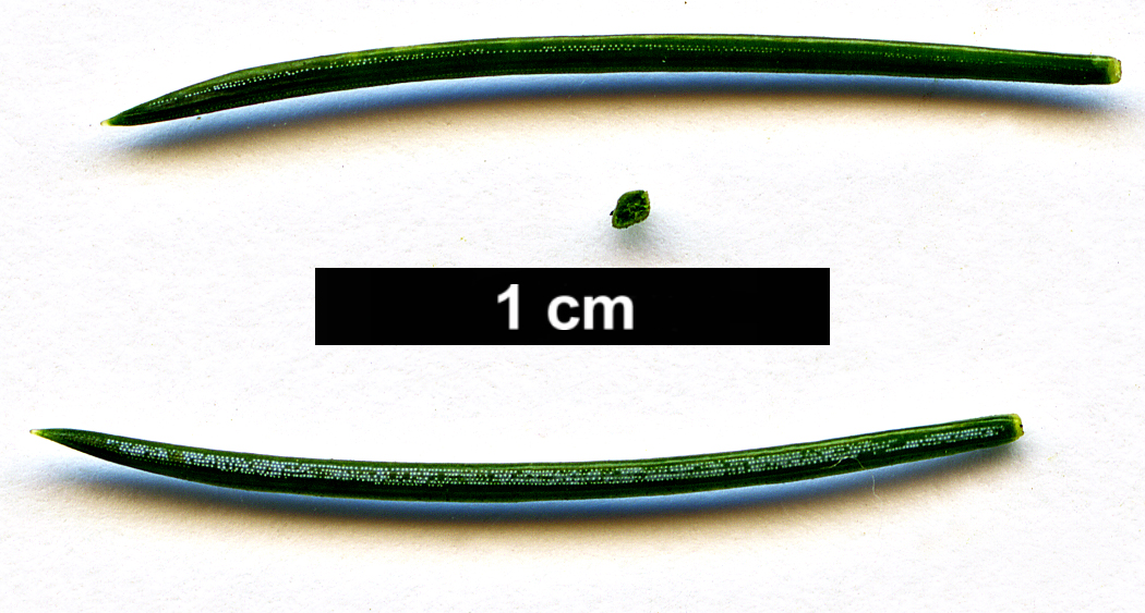 High resolution image: Family: Pinaceae - Genus: Picea - Taxon: alcoquiana - SpeciesSub: var. acicularis High resolution image: Family: Pinaceae - Genus: Picea - Taxon: alcoquiana - SpeciesSub: var. acicularis